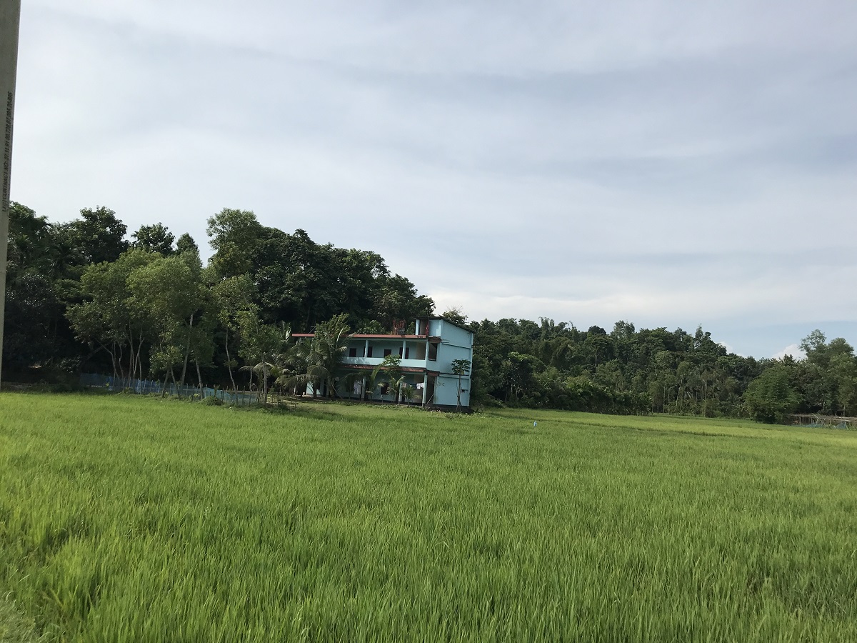 মাদ্রাসার চারিদিকে সবুজের সমারোহ